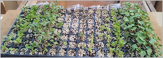 Bandejas de almácigos con plantines germinados