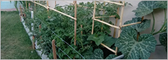 Folleto de Mundo Huertas con la leyenda Hacé una huerta en tu casa