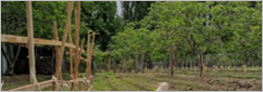Plantación de árboles jóvenes con tutores de caña