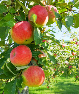 Manzanas maduras en la rama de un árbol