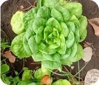 Planta de lechuga crecida en la huerta