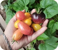 Mano sosteniendo tomates cherry de colores