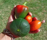 Mano sosteniendo un morrón, un zapallo y tomates de la huerta