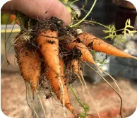 Manos sosteniendo zanahorias recién cosechadas