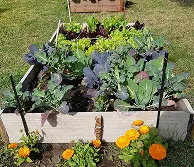 Huerta en cantero de madera con verduras y flores